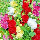 giant hollyhock hummingbird mix autumn planting  borders bees  60 seeds high germation