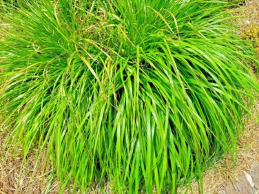 mosquito repellent heirloom lemon grass herb  200 seeds high germation