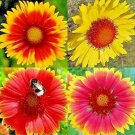 blanket  autumn mix perennial sun pollinators  100 seeds high germation