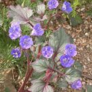 200 seed per pack Phacelia campanularia Desert Bells California Bluebells