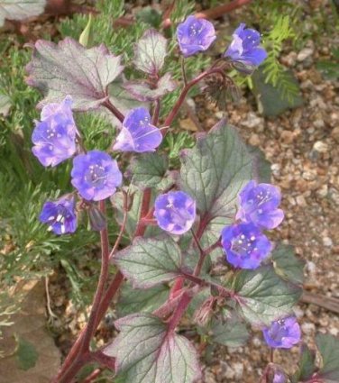 200 seed per pack Phacelia campanularia Desert Bells California Bluebells
