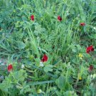 100 seed per pack Tetragonolobus purpureus Winged Pea