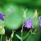 10 seed per pack Aquilegia vulgaris Blue