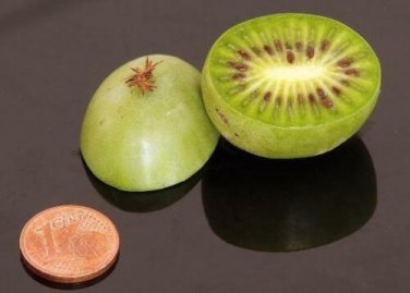 100 seed per pack Actinidia arguta Siberian or Dessert Kiwi