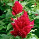 20 seed per pack Celosia argentea var. plumosa Nana Glitters Scarlet