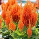 20 seed per pack Celosia argentea var. plumosa Nana Orange