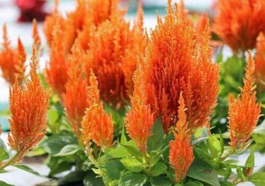 20 seed per pack Celosia argentea var. plumosa Nana Orange