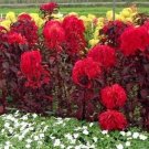 100 seed per pack Amaranthus tricolor Early Splendor
