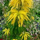 100 seed per pack Amaranthus tricolor Yellow Aurora