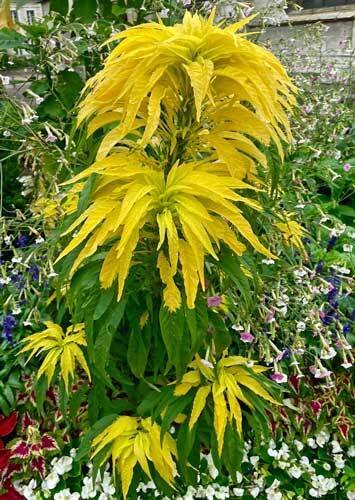 100 seed per pack Amaranthus tricolor Yellow Aurora