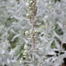 100 seed per pack Artemisia ludoviciana Silver Wormwood White Sagebrush