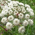 100 seed per pack Angelica atropurpurea Purplestem Angelica