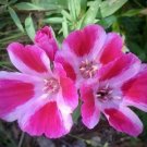1000 seed per pack Clarkia amoena Farewell to Spring Godetia