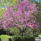 5 seed per pack Cercis chinensis Chinese Redbud