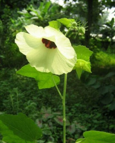 20 seed per pack Hibiscus vitifolius Grape Leaved Mallow