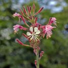 10 seed per pack Oenothera gaura Biennial Gaura Beeblossom
