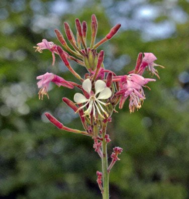 10 seed per pack Oenothera gaura Biennial Gaura Beeblossom