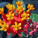 20 seed per pack Asclepias curassavica Blood Flower Tropical Milkweed