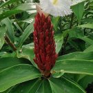 10 seed per pack Hellenia speciosus Crepe Ginger