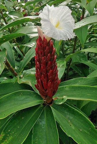 10 seed per pack Hellenia speciosus Crepe Ginger