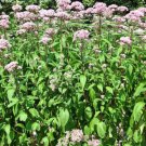 20 seed per pack Eutrochium maculatum Spotted Joe Pye Weed Joe-Pye Weed