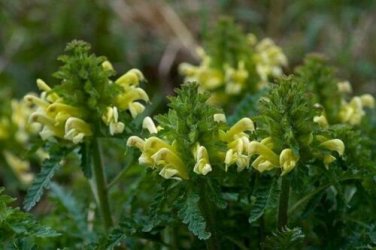 10 seed per pack Pedicularis canadensis Wood Betony Canadian or Forest Lousewort