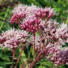 20 seed per pack Eupatorium cannabinum Raspberries and Cream Holy Rope