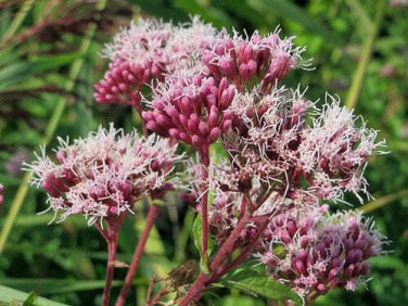 20 seed per pack Eupatorium cannabinum Raspberries and Cream Holy Rope