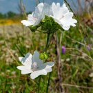 10 seed per pack Malva moschata f. alba White or Musk Mallow