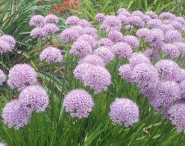 5 seed per pack Allium senescens Aging or Broadleaf Chives German Garlic