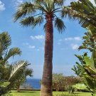 10 seed per pack Washingtonia filifera California Palm