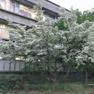 10 seed per pack Chionanthus retusus Chinese Fringe Tree
