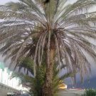 20 seed per pack Phoenix dactylifera Date Palm