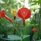 5 seed per pack Ipomoea hederifolia Orange Noah