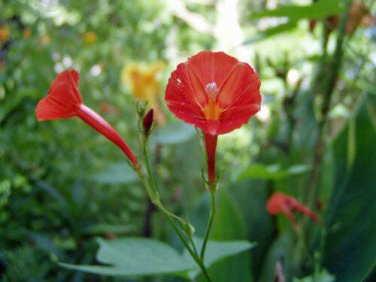 5 seed per pack Ipomoea hederifolia Orange Noah