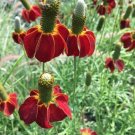 1000 seed per pack Ratibida columnifera Dwarf Red Coneflower Red Midget