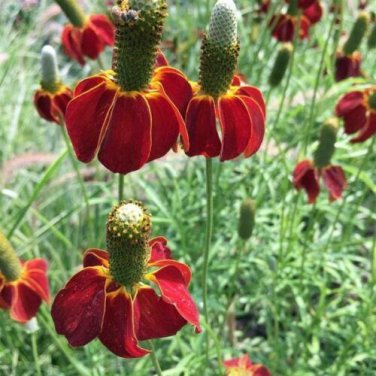 1000 seed per pack Ratibida columnifera Dwarf Red Coneflower Red Midget