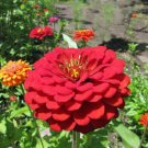20 seed per pack Zinnia elegans Cherry Queen Red Zinnia
