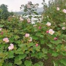 25 seed per pack Hibiscus mutabilis Single Cotton Rose
