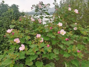 25 seed per pack Hibiscus mutabilis Single Cotton Rose