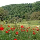 200 seed per pack Papaver rhoeas Corn or Flander's Poppy