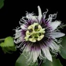 10 seed per pack Passiflora edulis var. flavicarpa Passion Vine