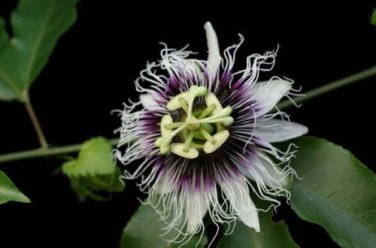 10 seed per pack Passiflora edulis var. flavicarpa Passion Vine