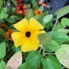 50 seed per pack Thunbergia alata Black-Eyed Susan Vine