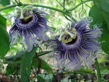 5 seed per pack Passiflora Byron Beauty Passion Vine 'Byron Beauty'