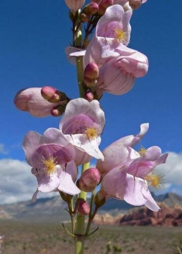 1000 seed per pack Penstemon palmeri Palmer's penstemon Scented Beardtongue