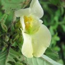 5 seed per pack Impatiens scabrida Himalayan Jewel Orchid