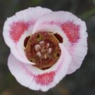 10 seed per pack Calochortus venustus Butterfly Mariposa Lily