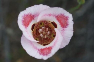 10 seed per pack Calochortus venustus Butterfly Mariposa Lily