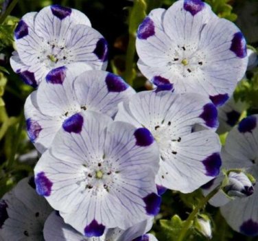 100 seed per pack Nemophila maculata Five Spot Baby Blue Eyes